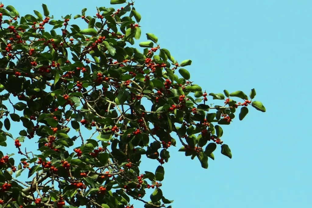 ficus com frutos vermelhos