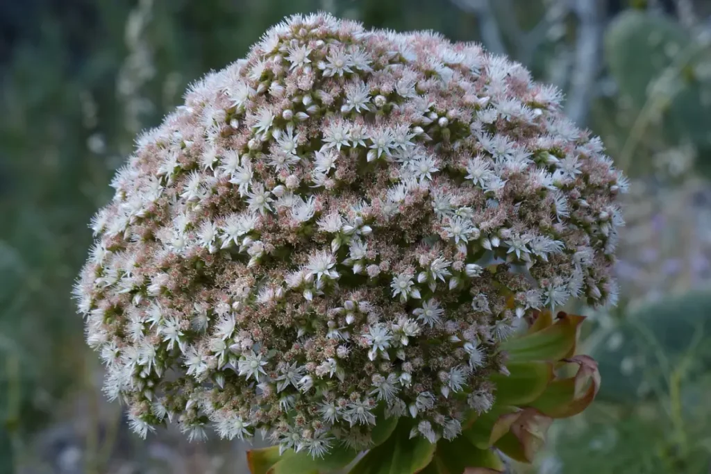 flores da Aeonium Arboreum