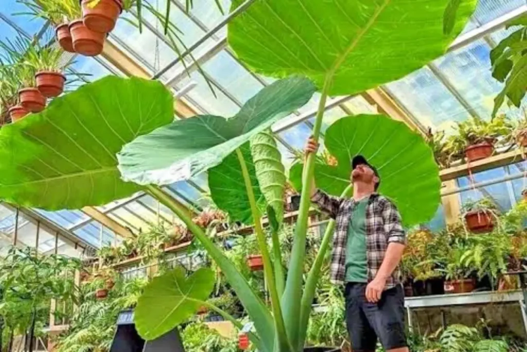 homem debaixo da folha de uma planta