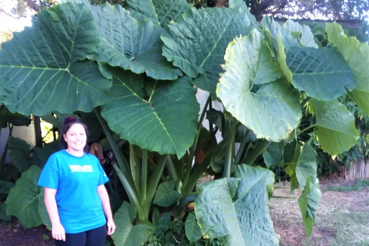 mulher ao lado de planta