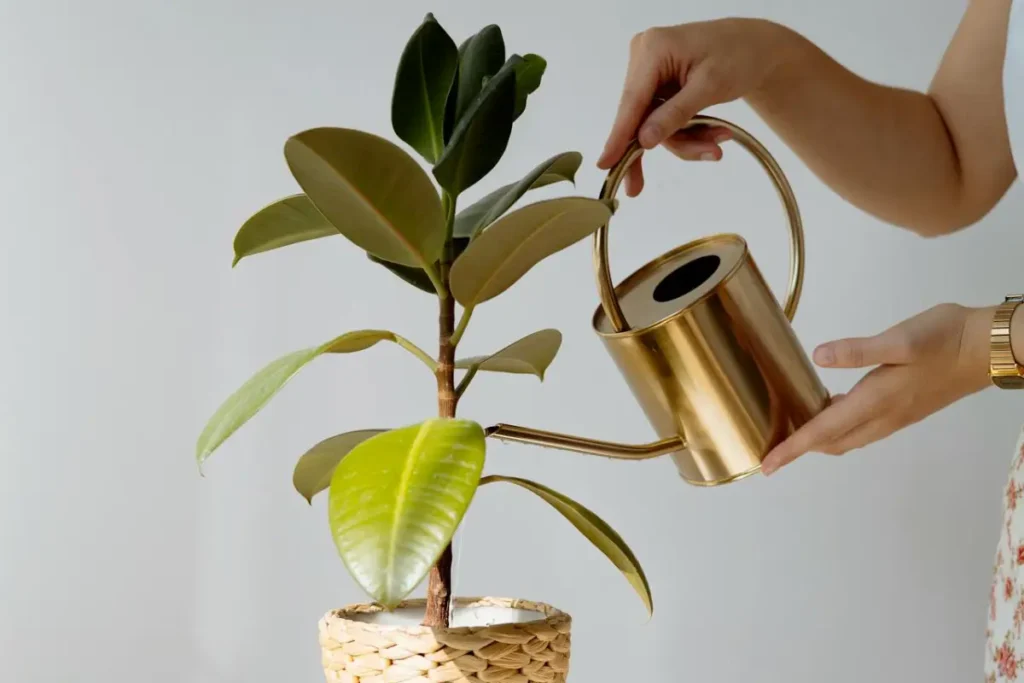 mulher regando a Ficus Lyrata