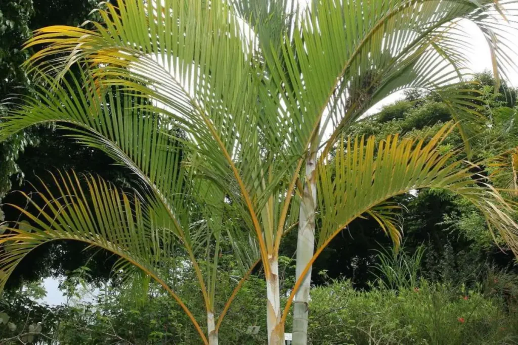 palmeira areca bambu