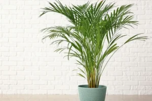 palmeira areca bambu em vaso azul