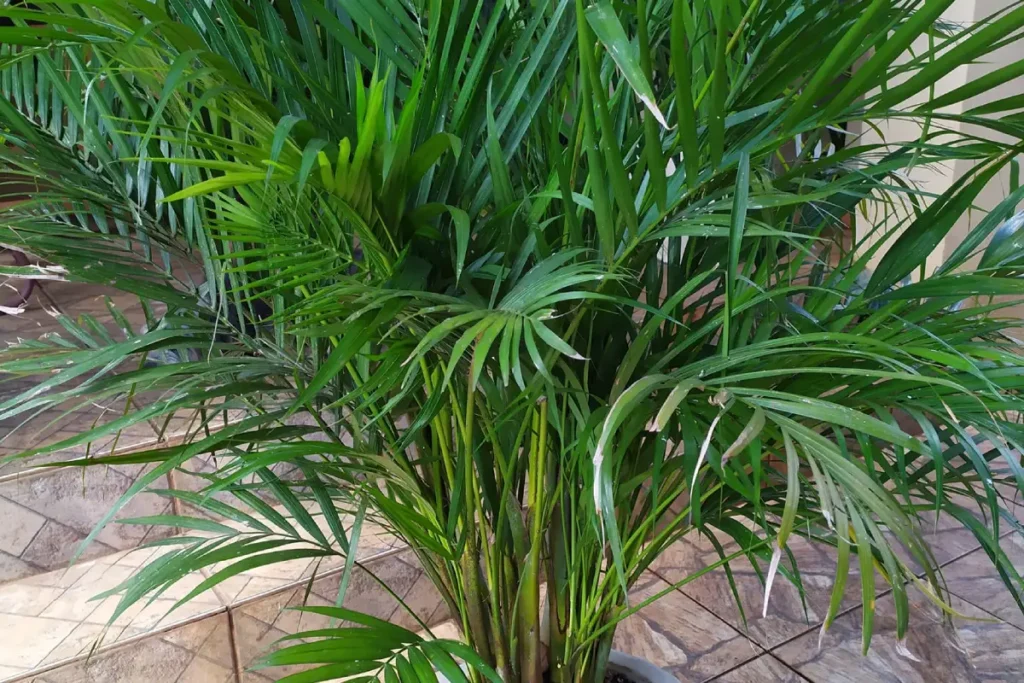 palmeira areca bambu em vaso branco