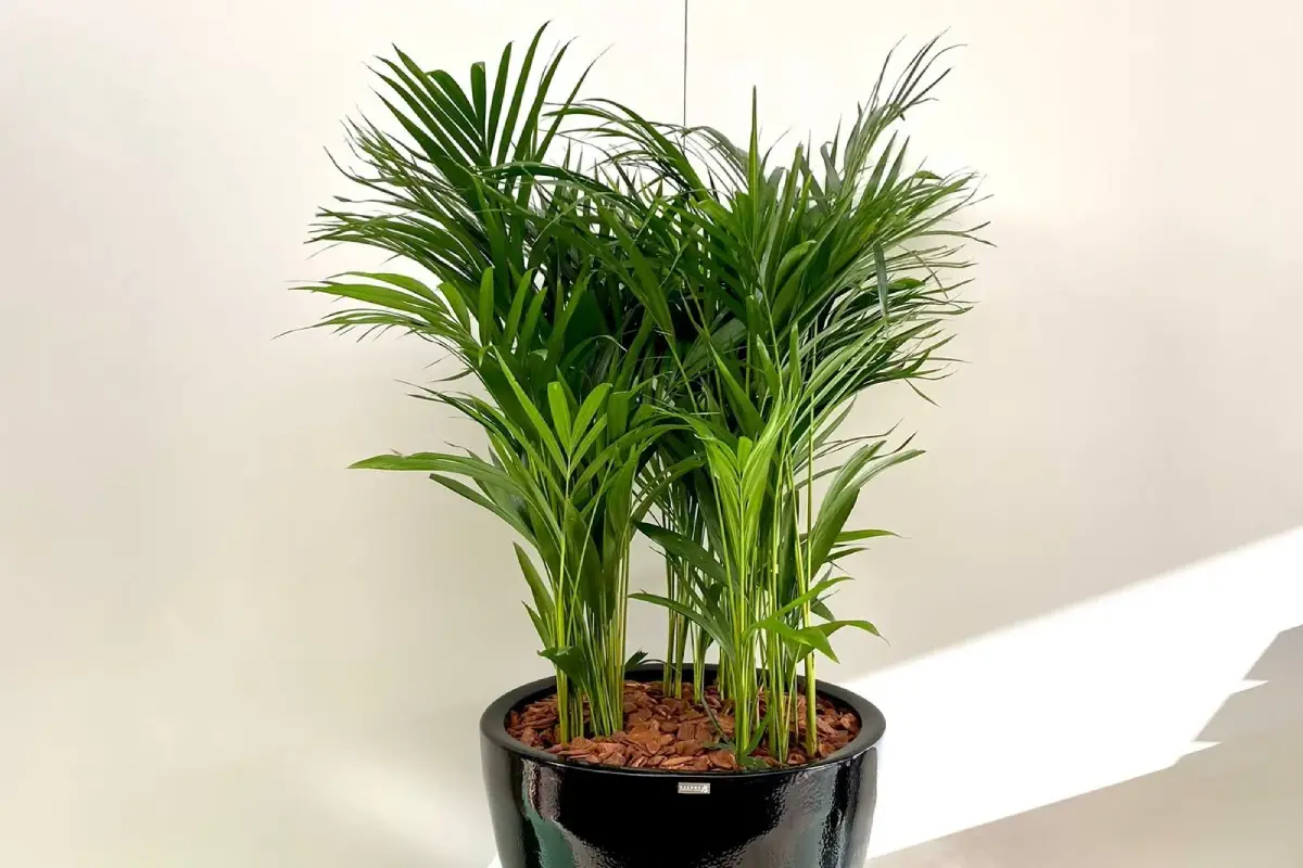 palmeira areca bambu em vaso preto