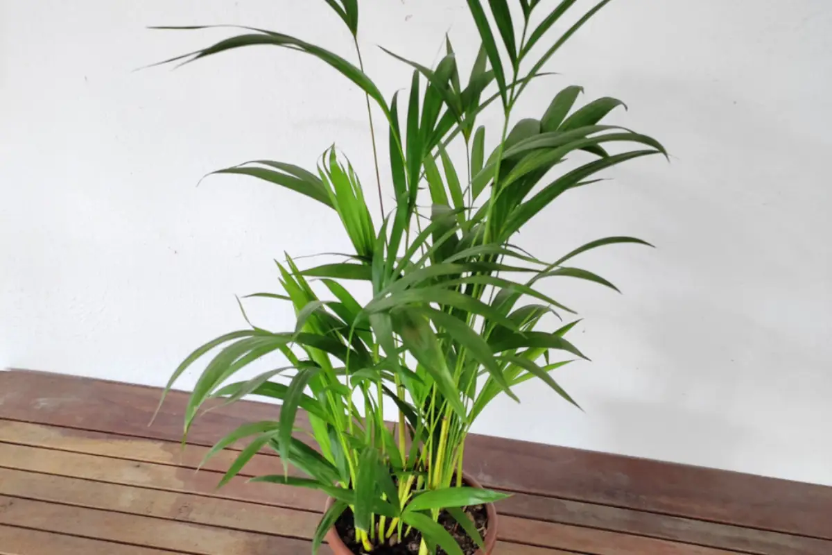 palmeira areca pequena