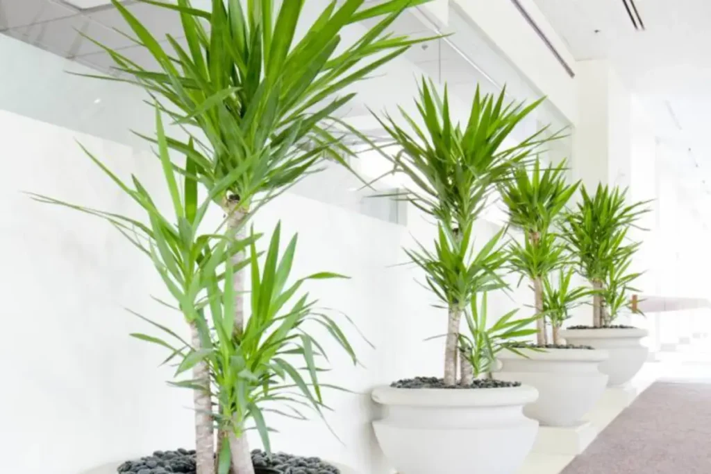 palmeira ráfia em corredor minimalista