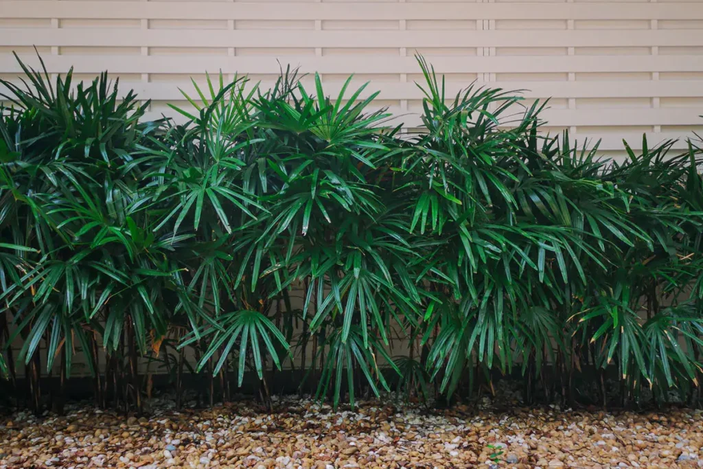 palmeira ráfia em local externo