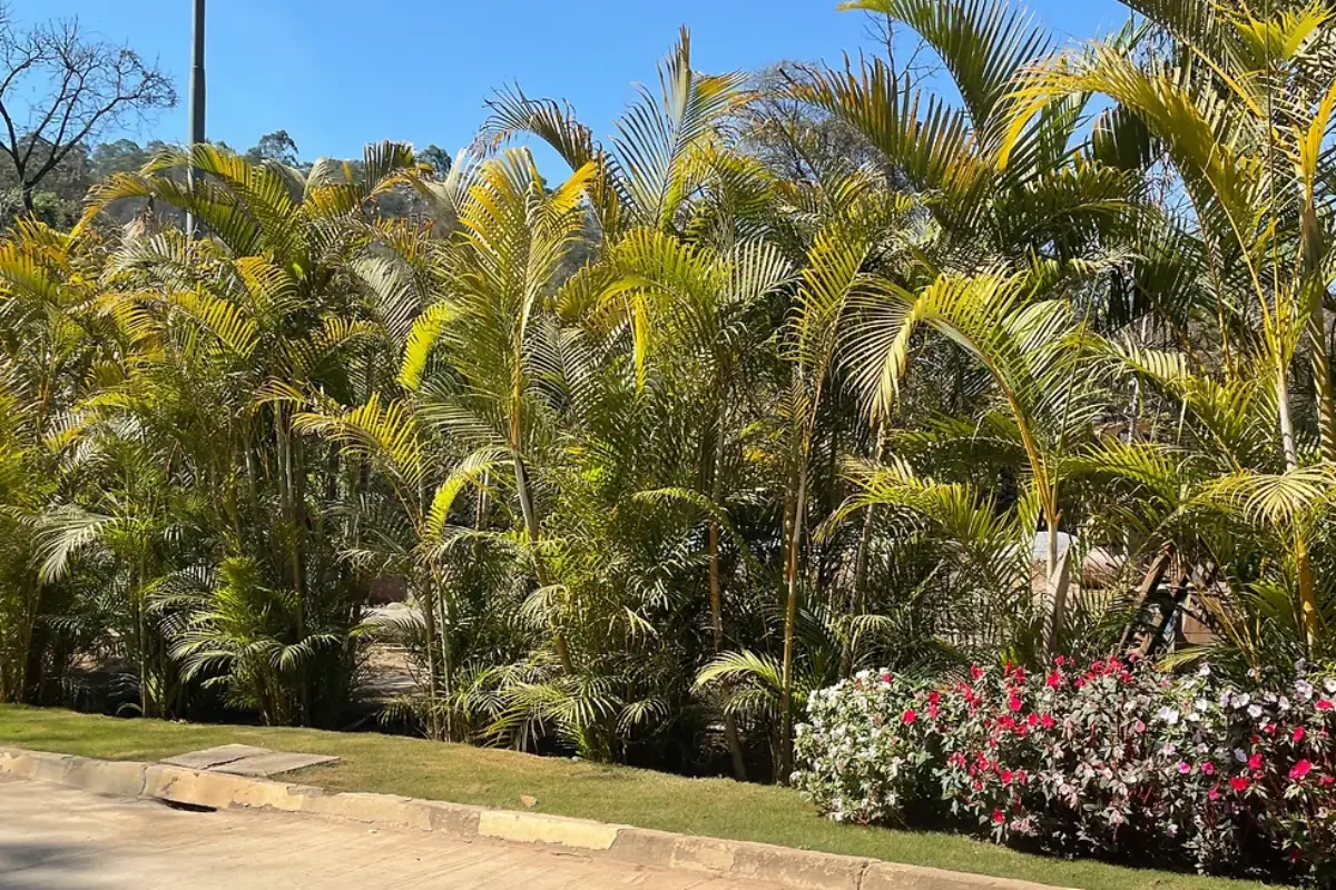 palmeiras e plantas no jardim