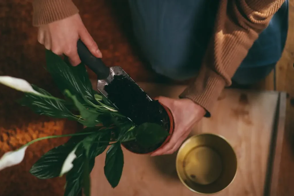 pessoa cuidando de planta em vaso