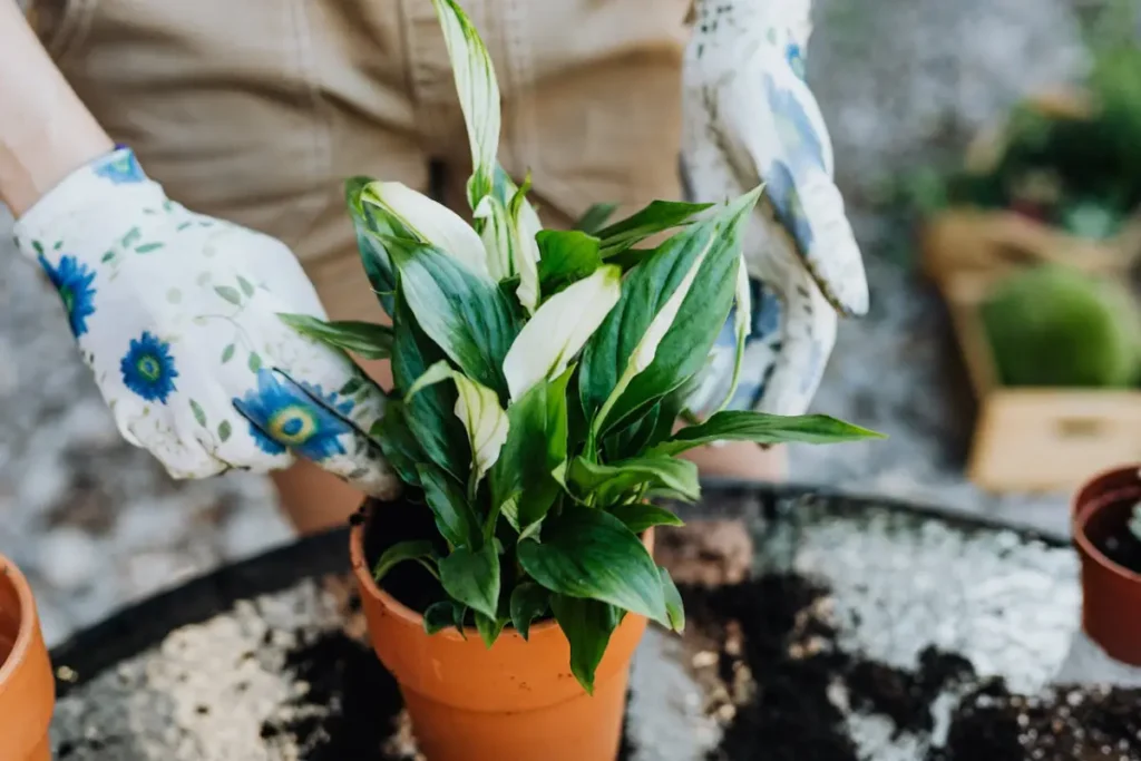 pessoa mexendo com planta