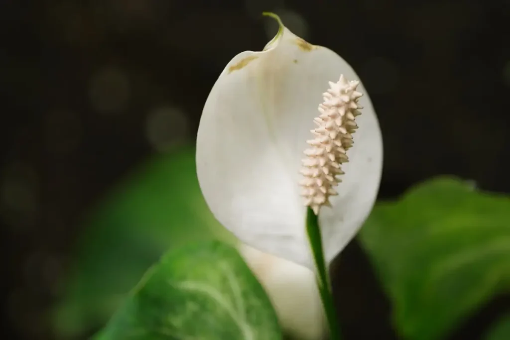 planta lírio da paz