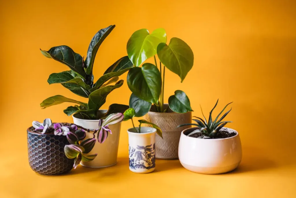 plantas decorativas no quarto com fundo amarelo