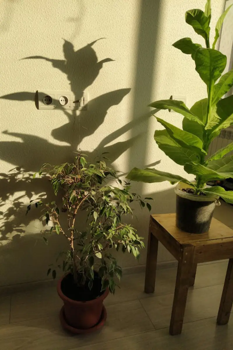 plantas dentro de casa próximas da janela