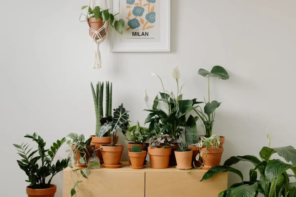 plantas em ambiente interno em vasos de barro sobre rack