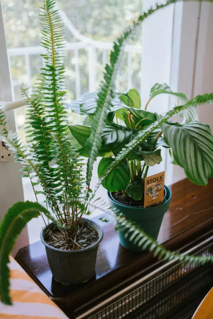 plantas em frente a janela