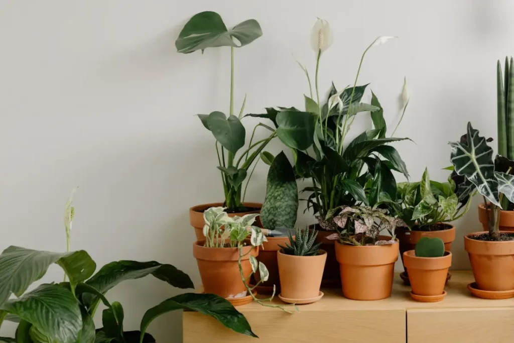 plantas em vaso de barro