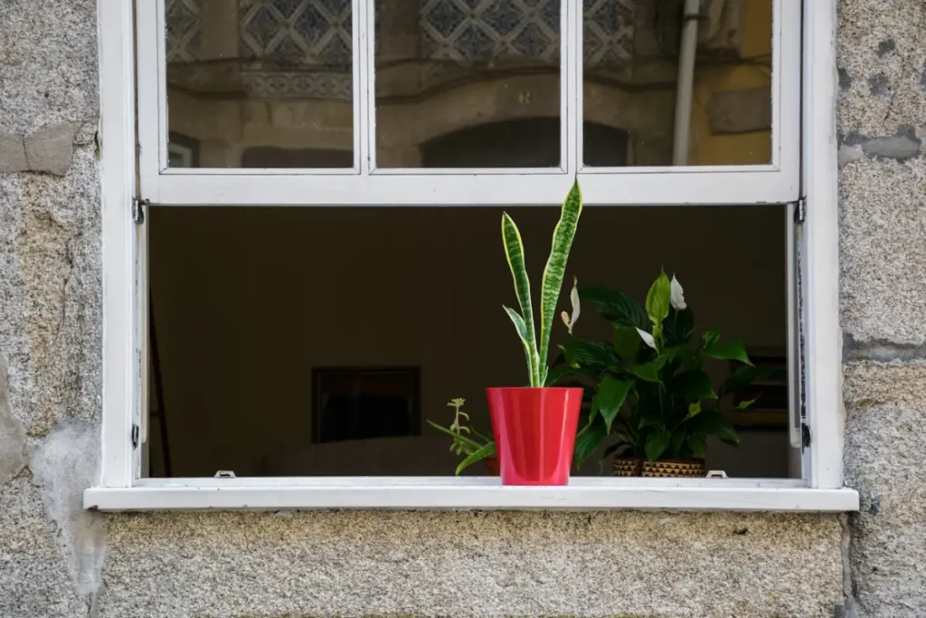 plantas na janela