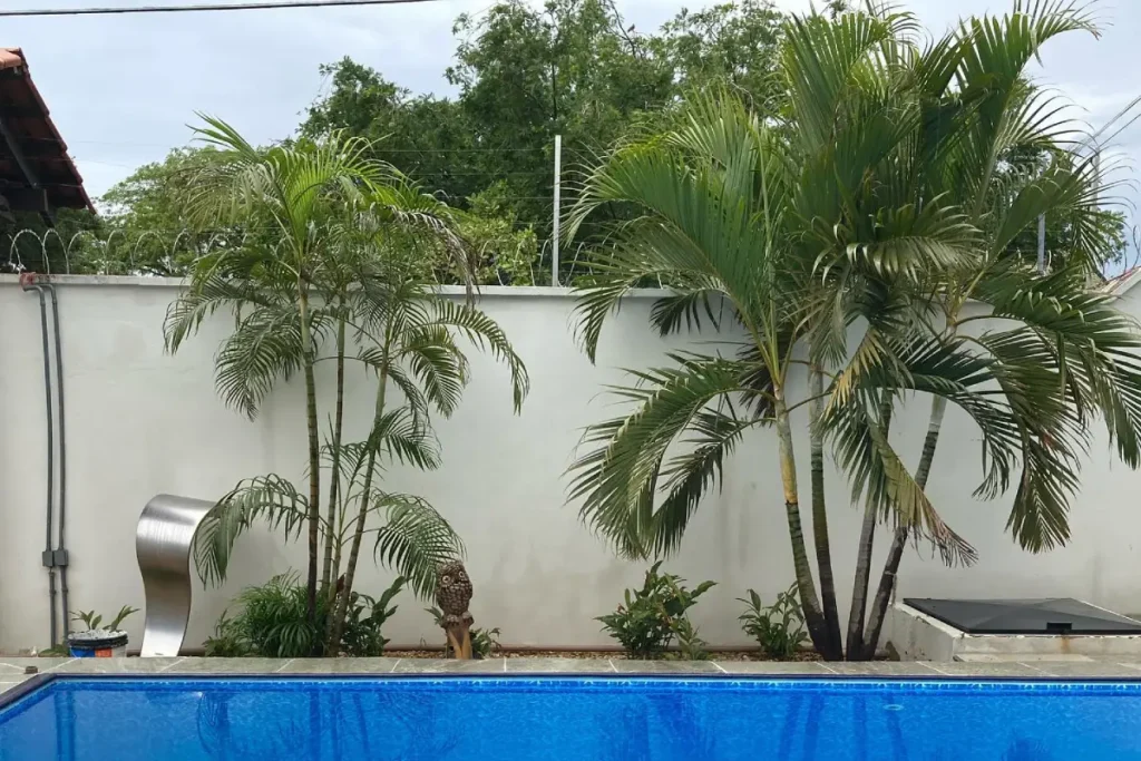 plantas no entorno da piscina