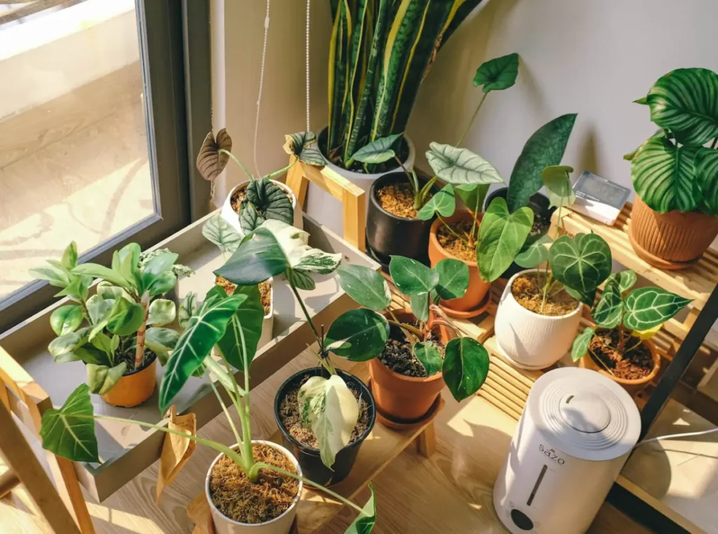 plantas próximas a janela tomando sol