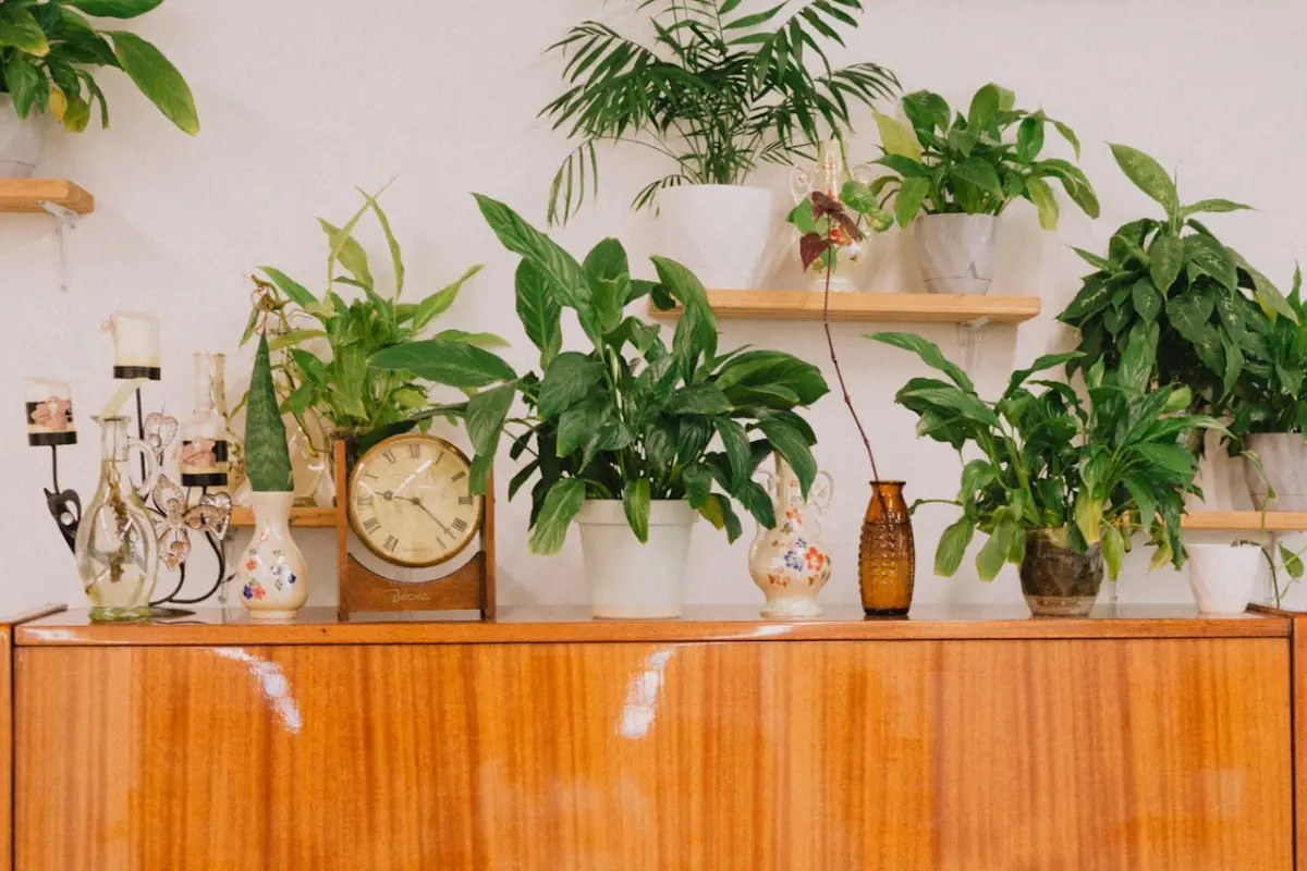 plantas sobre móvel em casa decorada