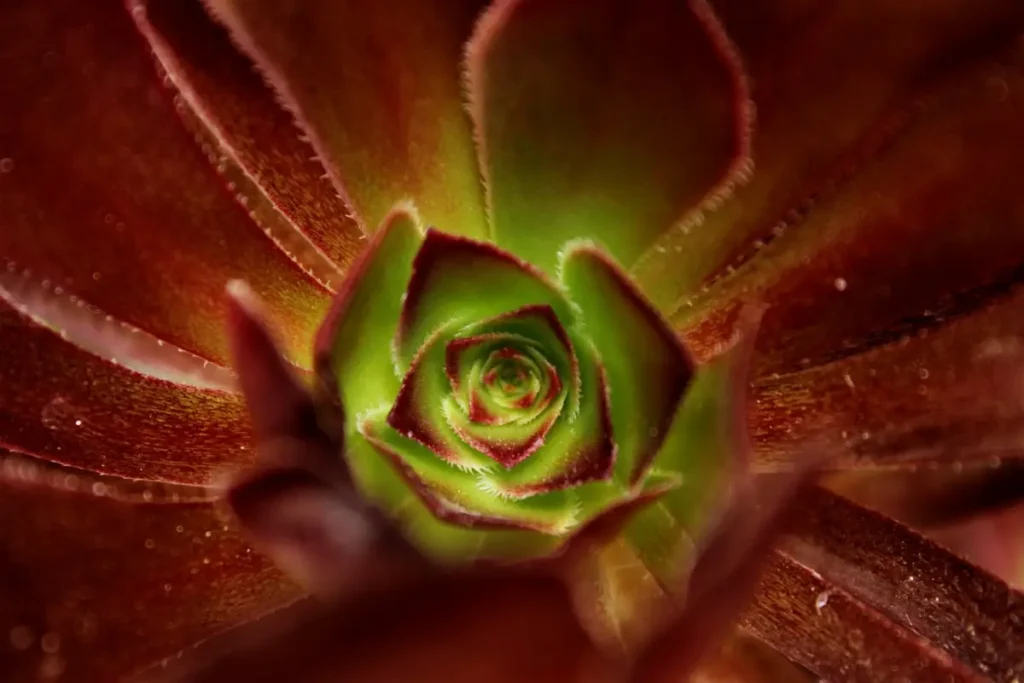 suculenta Aeonium Arboreum zoom