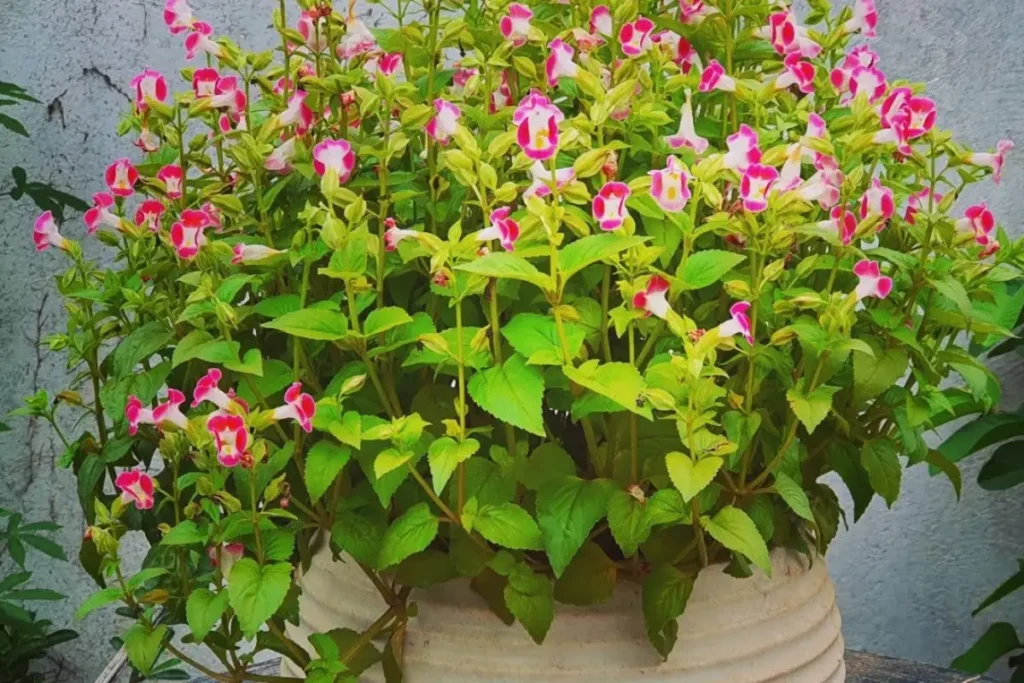 vaso com Torenias rosa