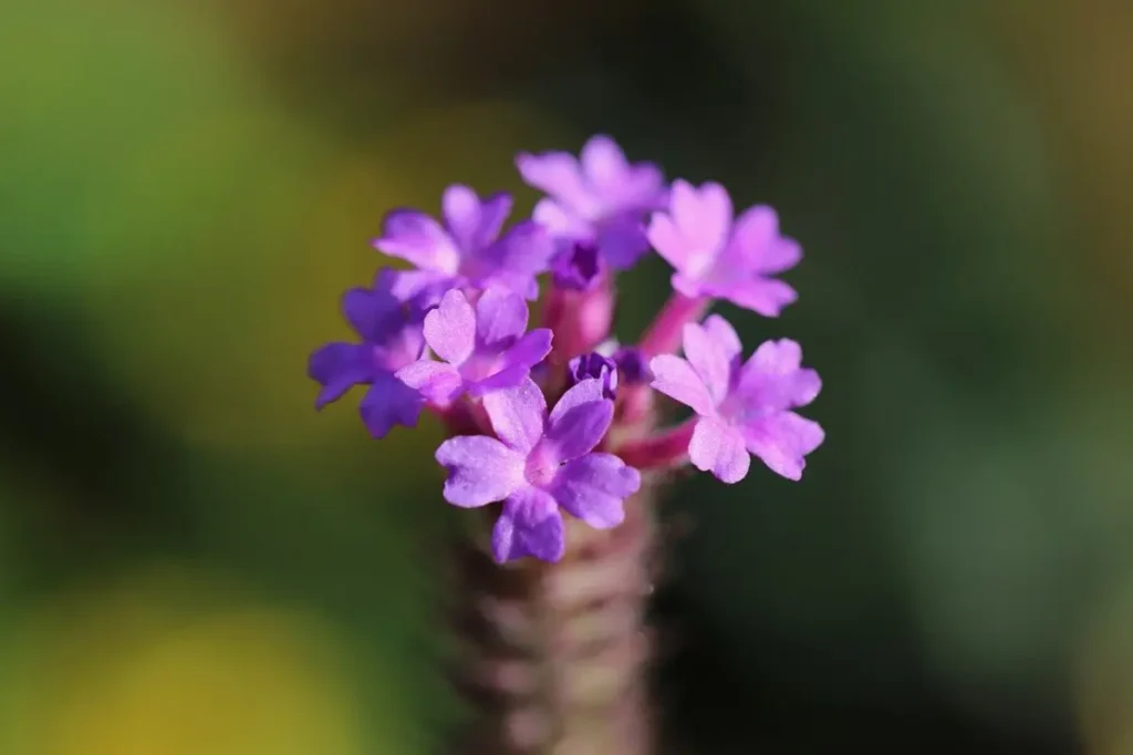 verbena pequena