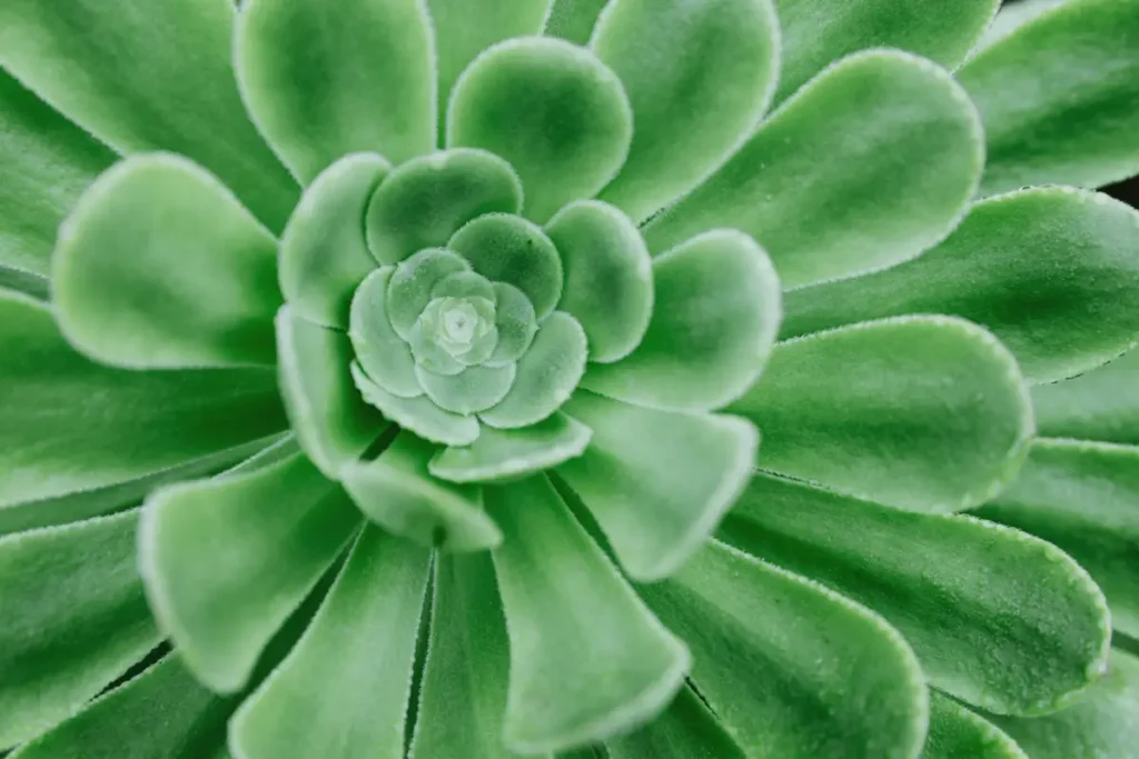 zoom Aeonium Arboreum verde