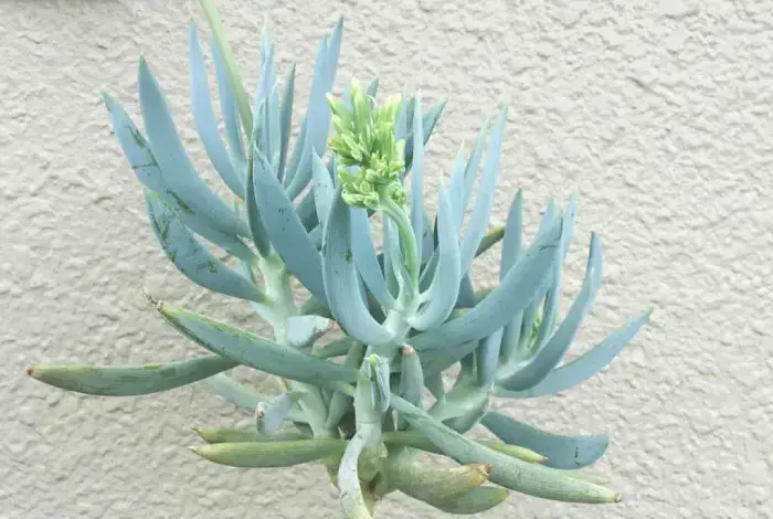 Senecio Ficoides zoom