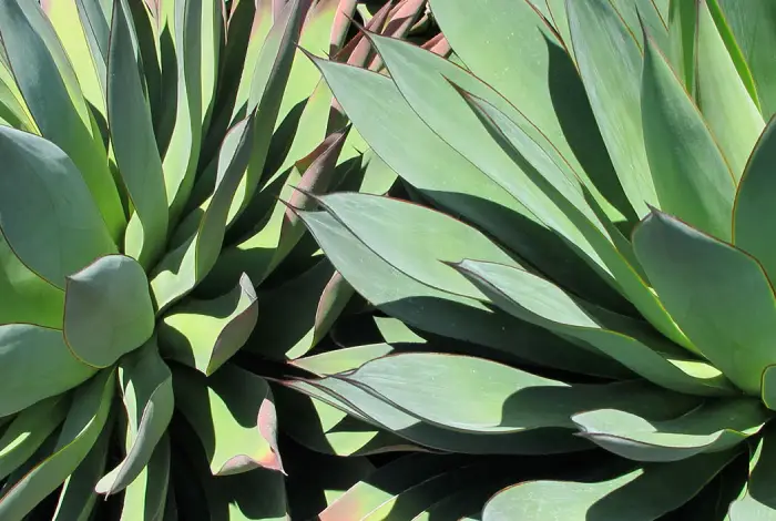 agave attenuata