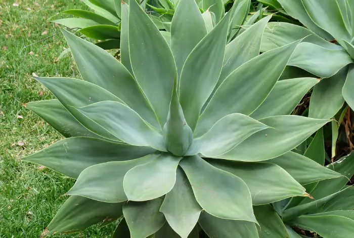 agave dragao