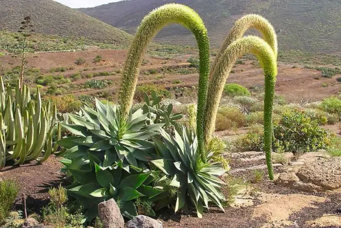 agave dragão como cuidar