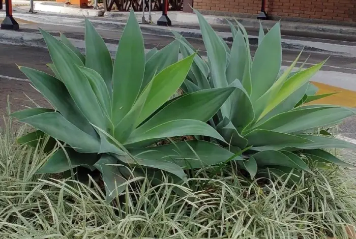 agave dragão em vasos