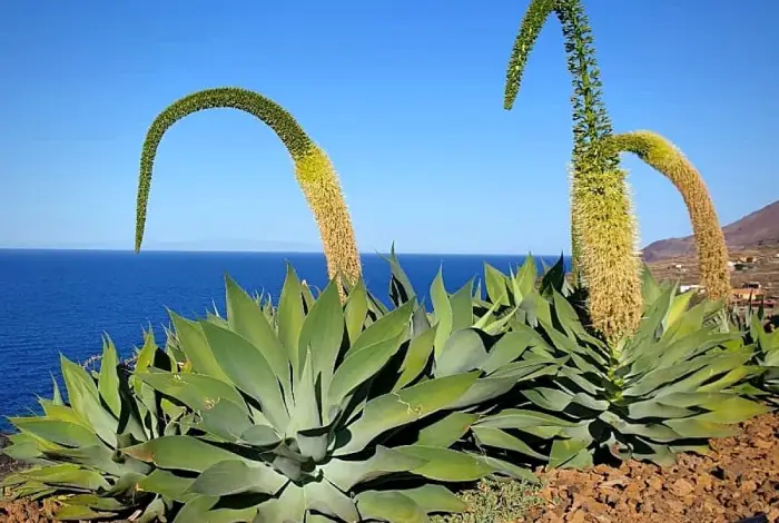 agave dragao