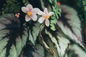 begonia rex flor