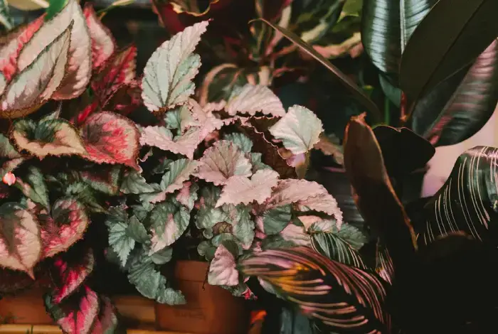 begonia rex significado espiritual