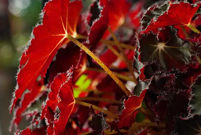 begonia rex vermelha