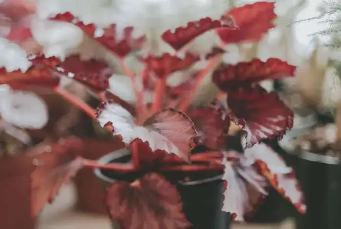 begonias plantas