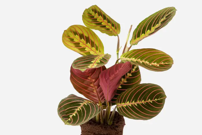 folhagem maranta