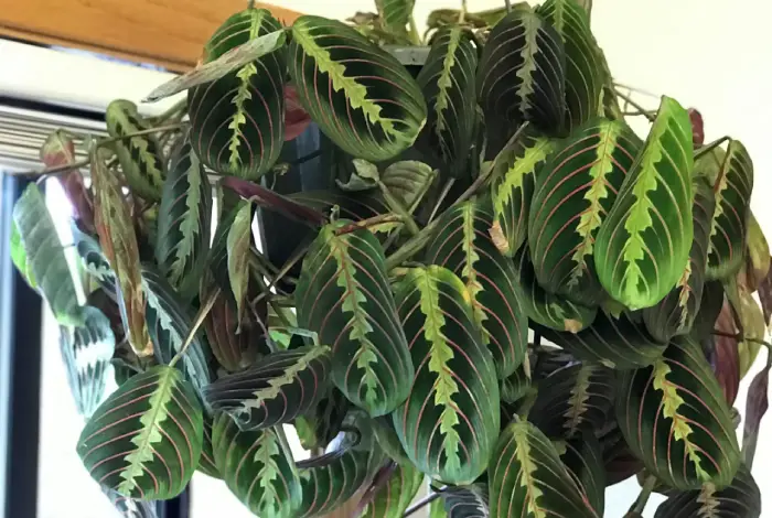 maranta plantas