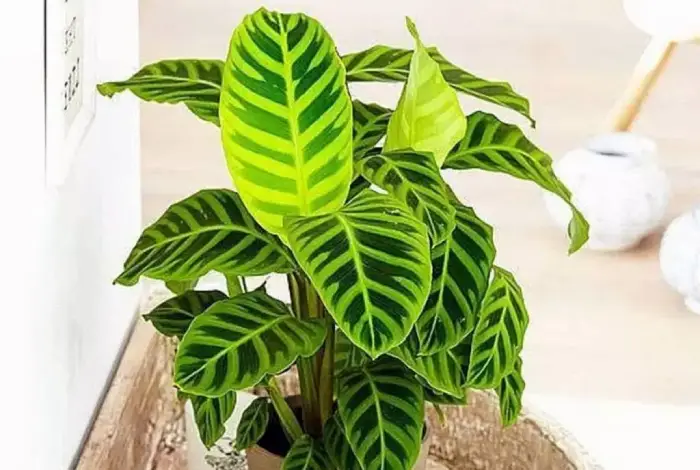 maranta zebrina