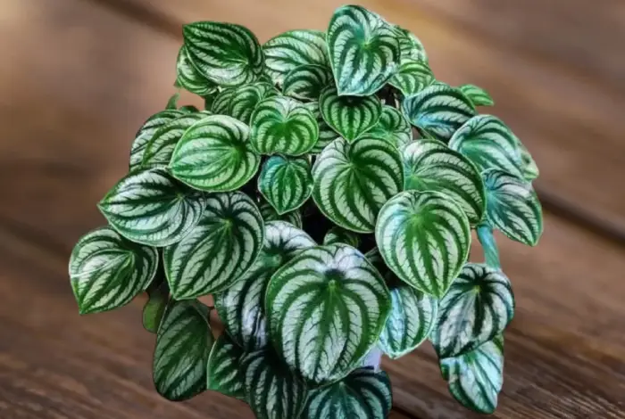 peperomia melancia flor