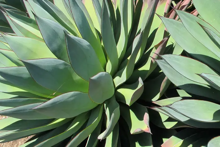 planta agave