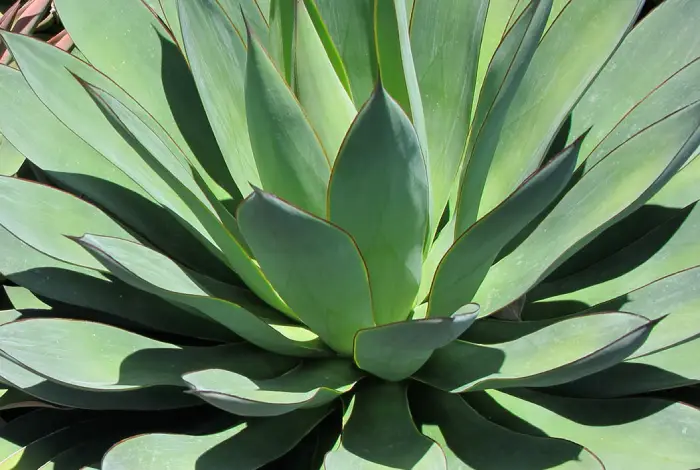 planta agaves