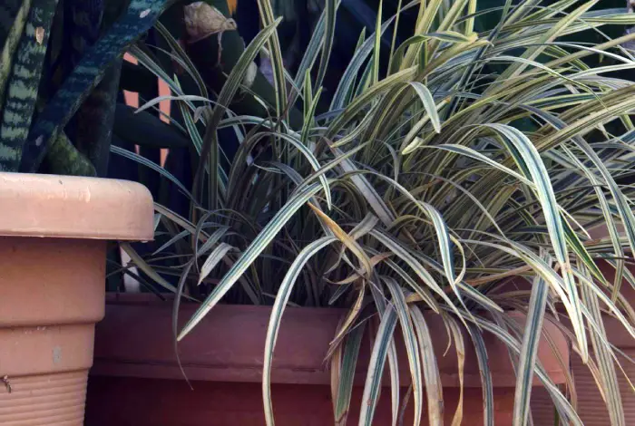 planta aranha como cuidar