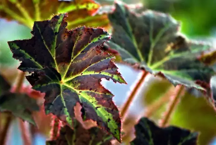 planta begonia