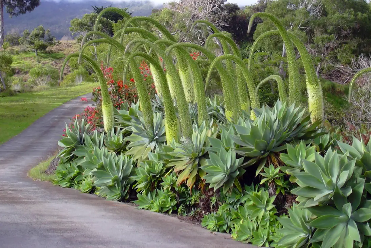 planta dragão