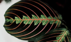 planta maranta