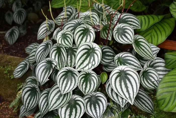 planta peperomia